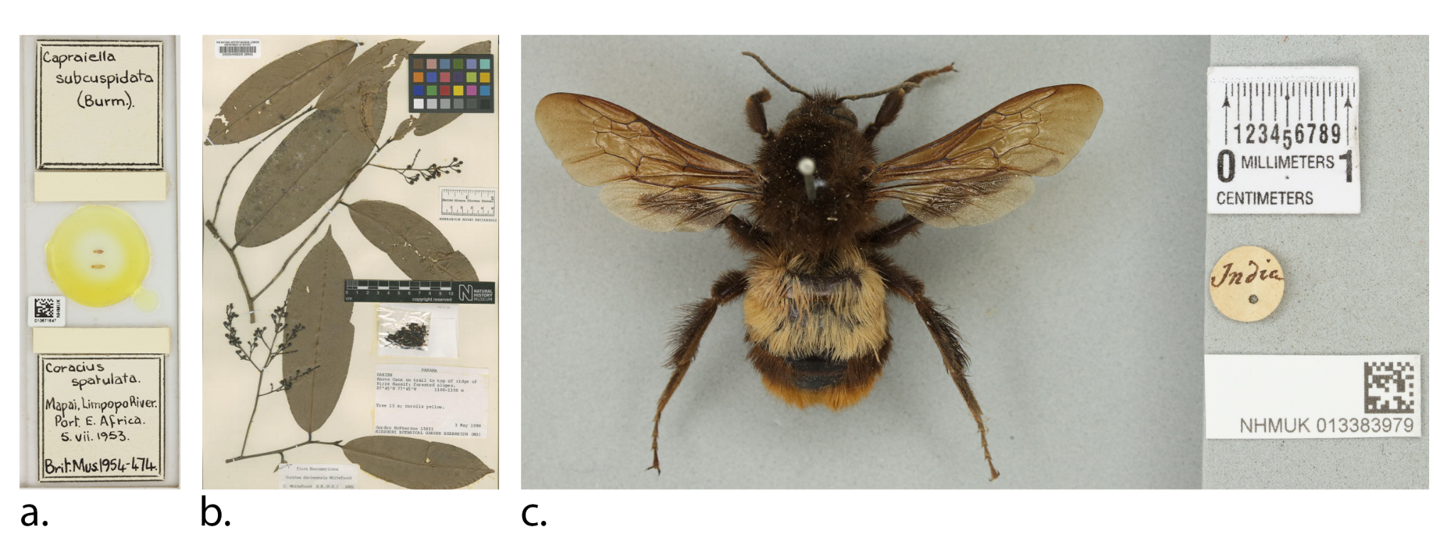 From the Natural History Museum, London, demonstrating the diversity of collection objects, which include handwritten, typed, and printed labels. (a) Microscope slide (NHMUK010671647), (b) Herbarium specimen (BM000546829), (c) pinned insect (NHMUK013383979)